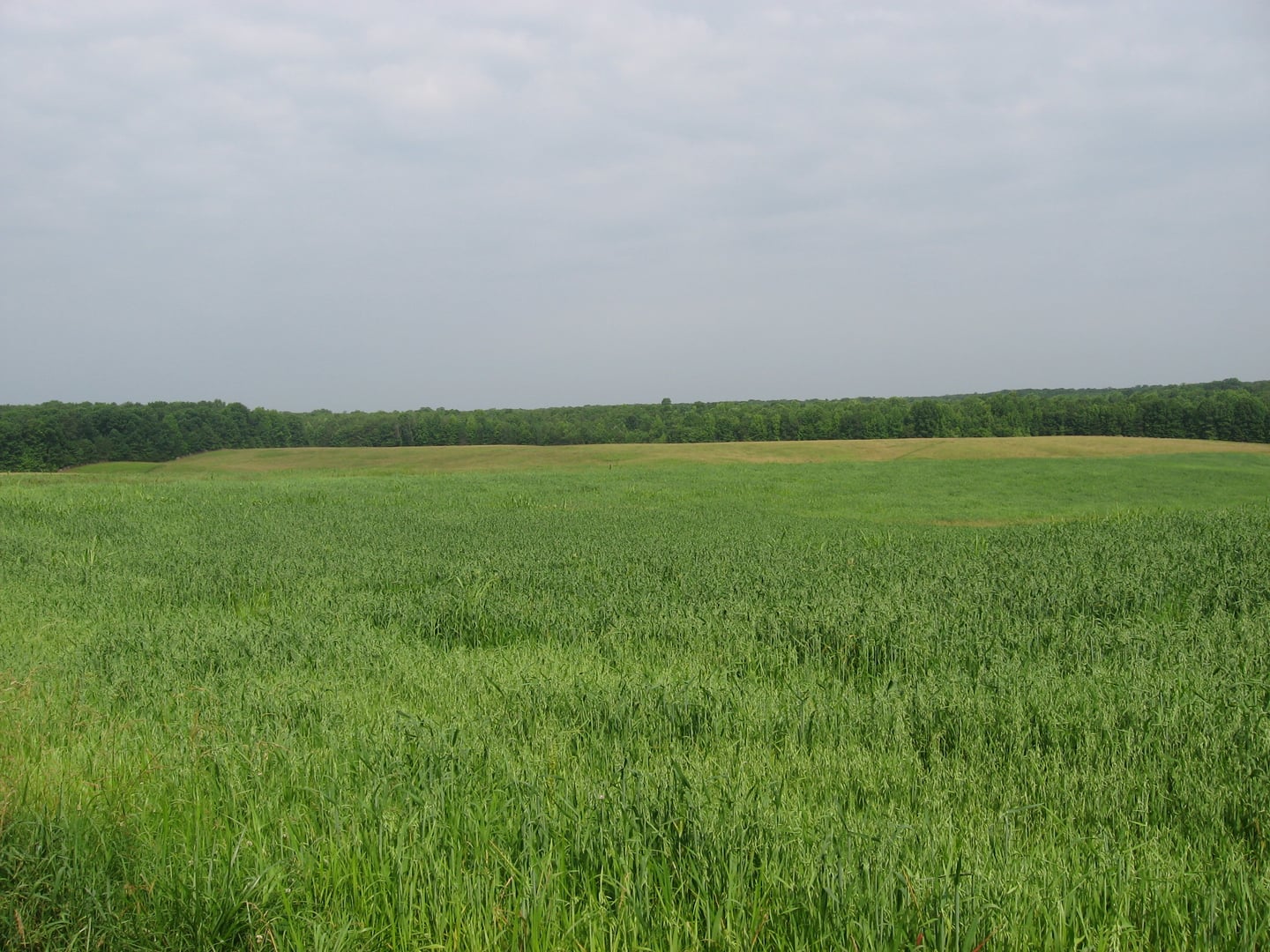 Open field and treeline at Chancellorsville Battlefield in Spotsylvania County, Virginia