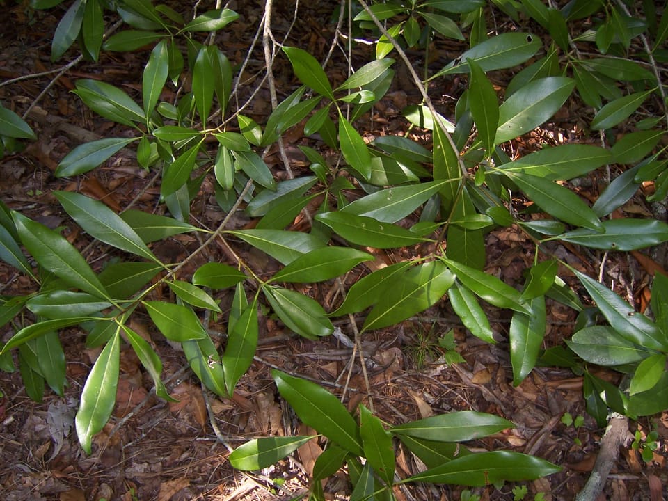 Leaves of Osmanthus americanus