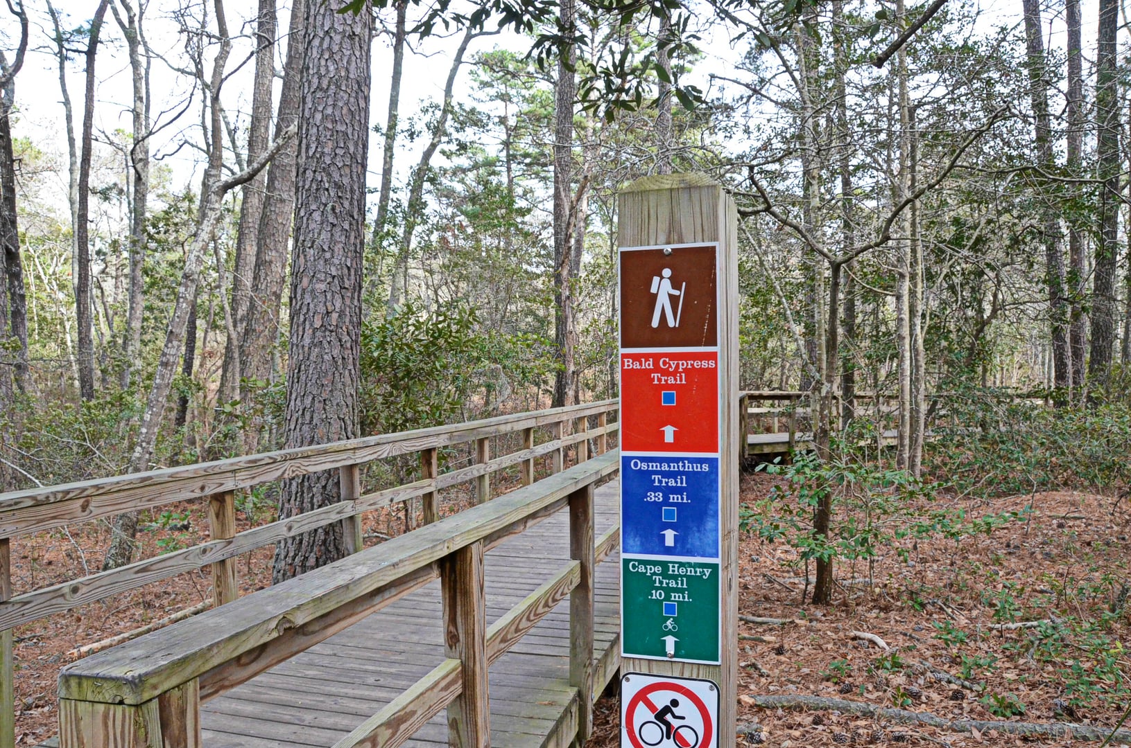 Boardwalk trail through bald cypress swamp at First Landing State Park, Virginia Beach