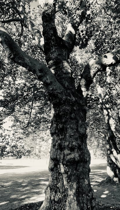 Sycamore Tree