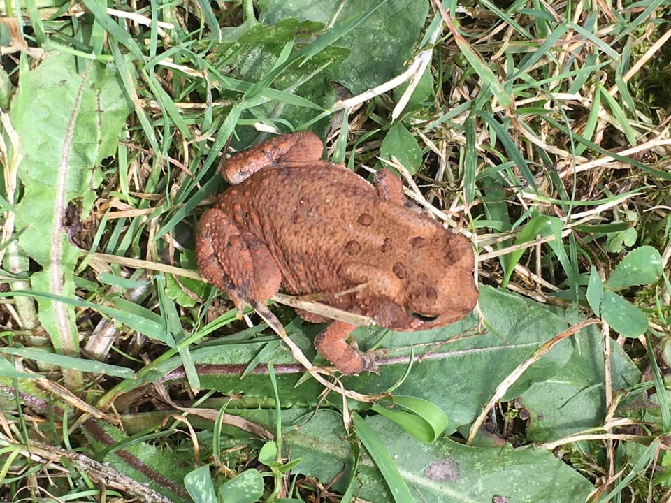 One color variation of an American Toad alongside the Greenbrier River in Summers County, WV