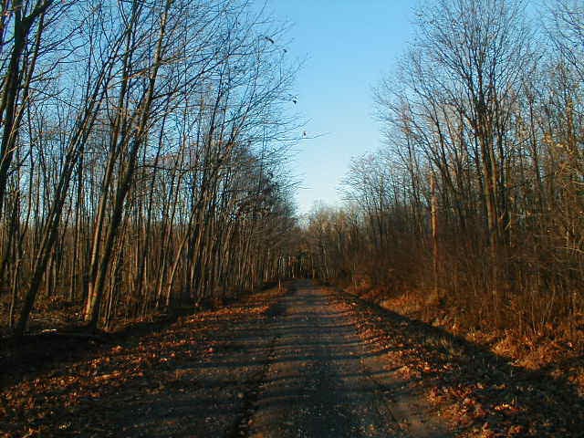 Photo of Boy Scout Lane