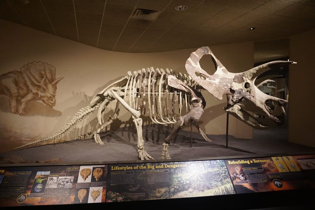 A Torosaurus skeleton in the Third Planet exhibit at the Milwaukee Public Museum.
